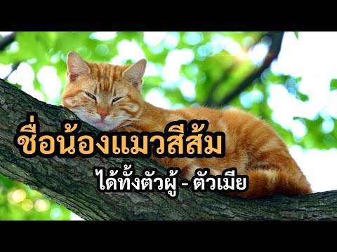 วีดีโอ: Orange ได้ชื่อมาอย่างไร?