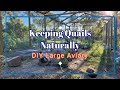 Building large aviary from scratch diy for quails and other birds quails