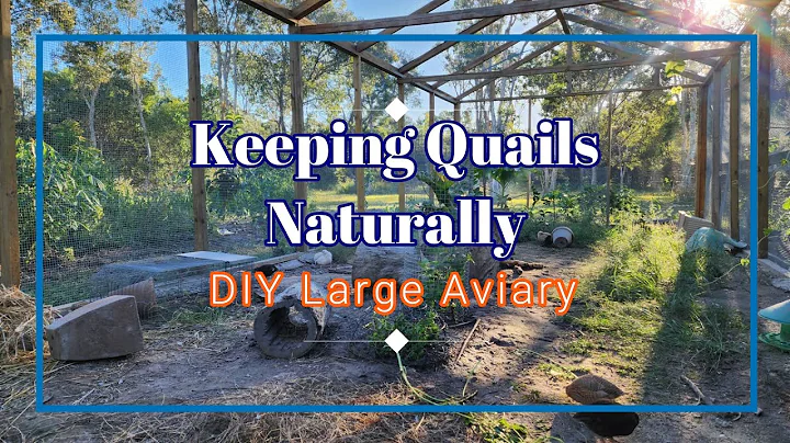 Building Large Aviary from Scratch DIY for Quails and other Birds #quails - DayDayNews