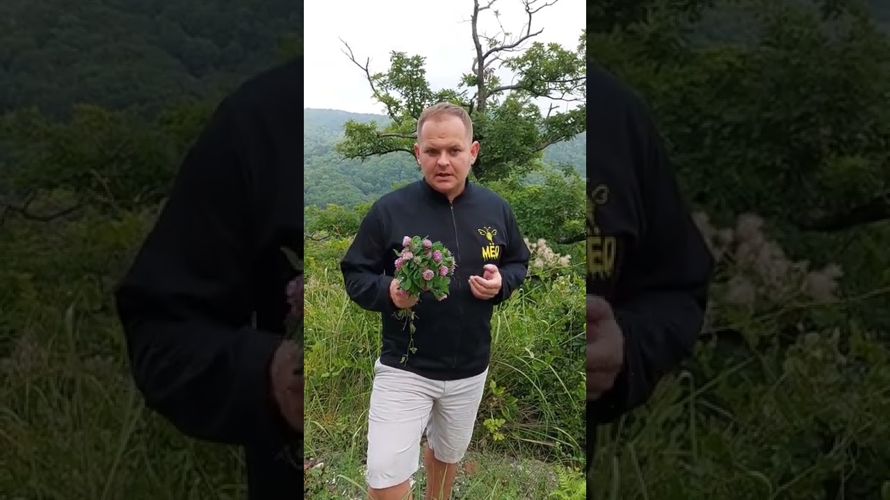 клевер красный для разжижения крови и укрепления сосудов
