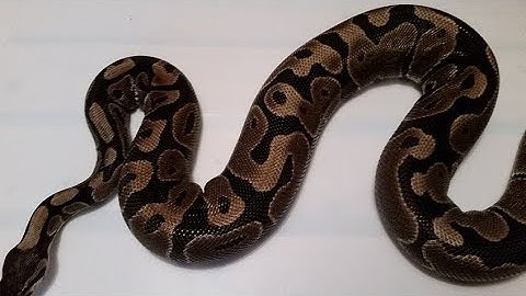 ball python update video for clutch 3 2019