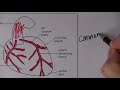 Cardiovascular System 2, Blood circulation with MCQs