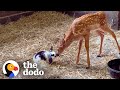 Baby Deer Only Takes Naps With Her Baby Bunny | The Dodo Odd Couples