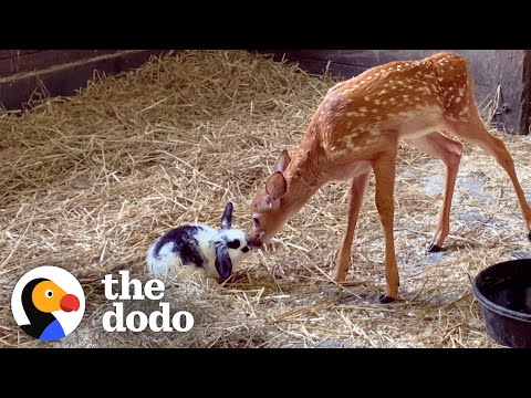 Baby Deer Only Takes Naps With Her Baby Bunny | The Dodo Odd Couples