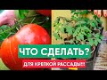 ТОМАТЫ! ЧТО ДЕЛАТЬ чтобы рассада бала здоровой и крепкой, не вытягивалась. Чем подкормить?