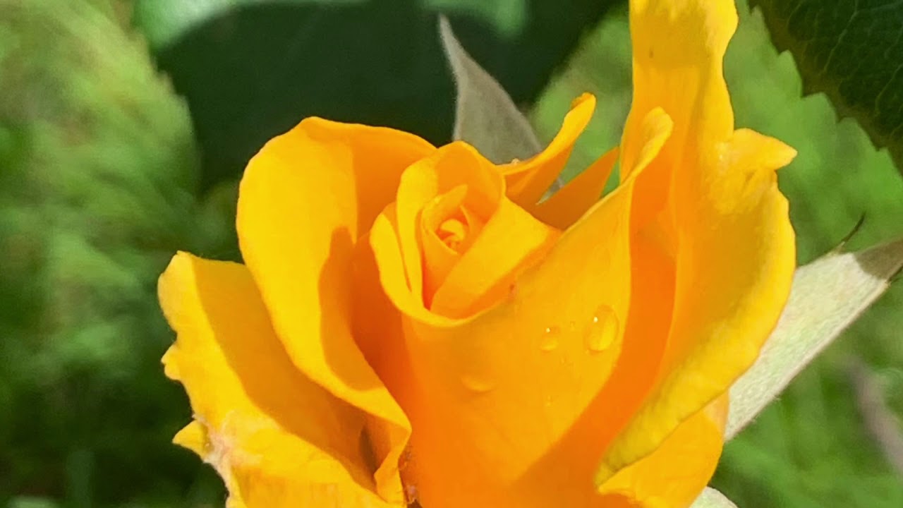 Eugen Ruje - Viata ta