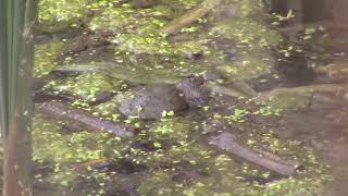 Mascul De Buhai De Baltă Cu Burta Roşie Bombina Bombina, Cântând