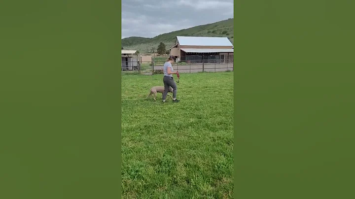 Kash obedience