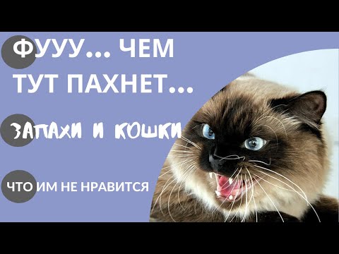 Фууу...Чем тут пахнет...Запахи и кошки. Что им не нравится...