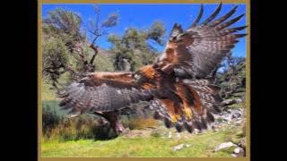 Los Errantes, aguilita de los andes.