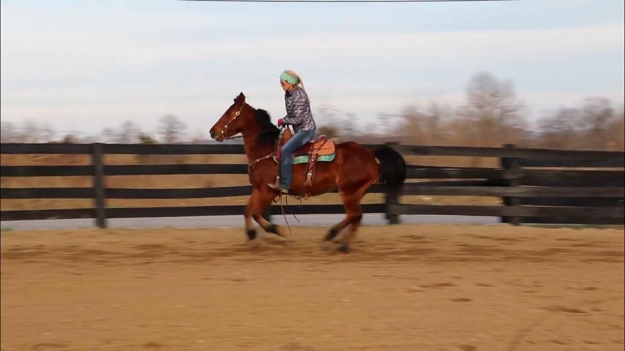 COOL BAY HAFLINGER QUARTER HORSE CROSSBRED GELDING, RANCH WORK, TRAIL