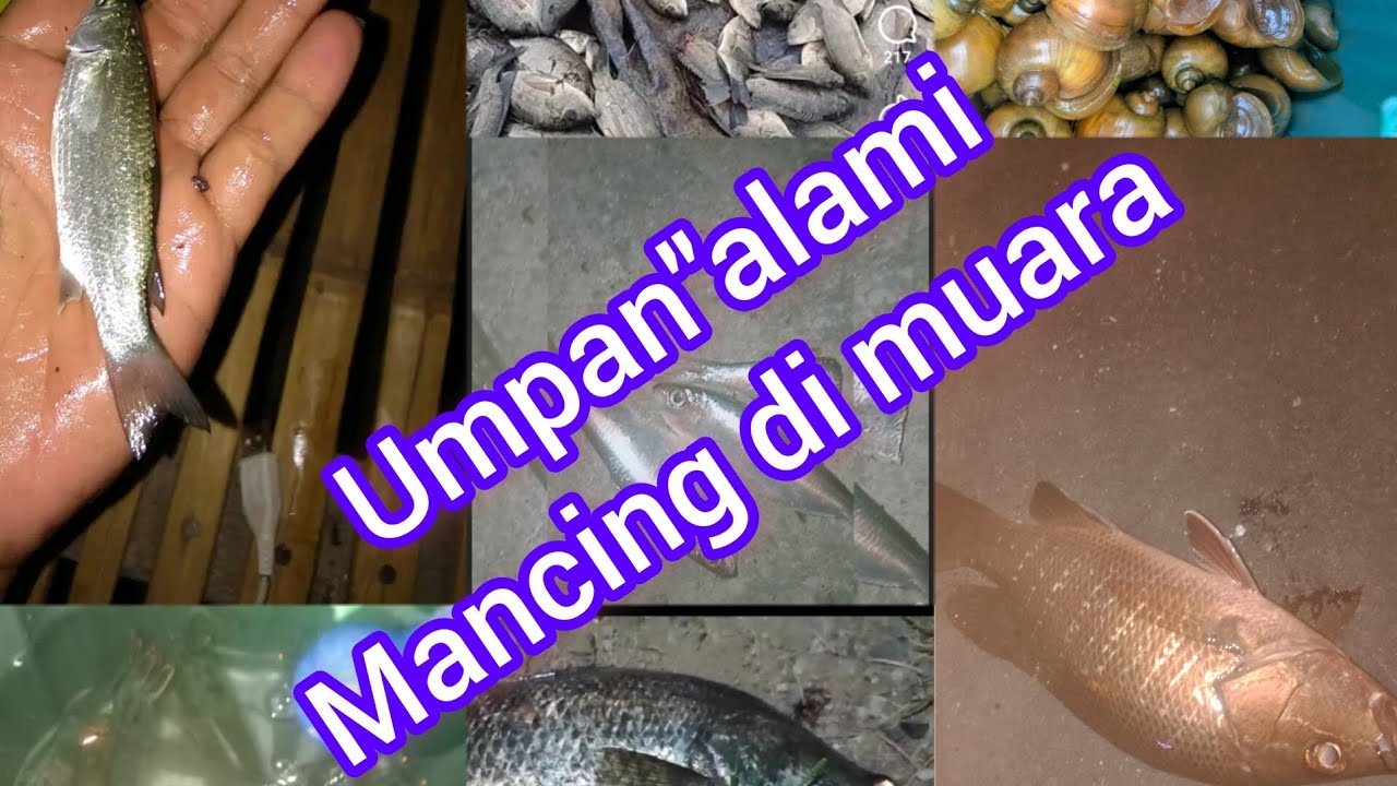 umpan jitu mancing di muara/sungai
