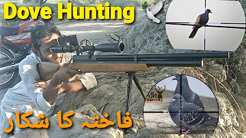Dove Hunting on weekend | Hunting with airgun in Sindh | Sindh Air Hunters.