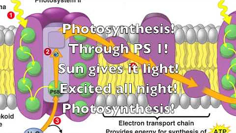 Photosynthesis (The Story of My Life)