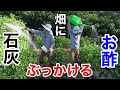 【通報された動画の件】 石灰と酢を畑の植物にぶっかけると 【園芸超人カーメン君】【ひろちゃん農園】