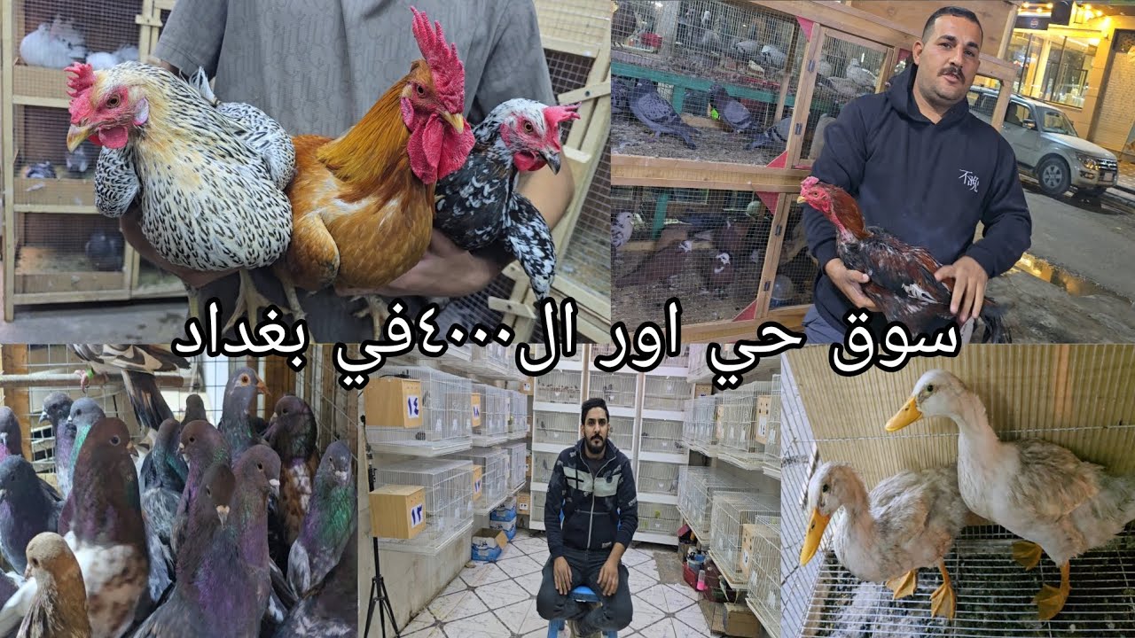 سوق حي أور ال٤٠٠٠/الساحه في بغداد اليوم  الإثنين 2025/12/8