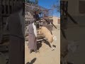 كباش العيد مشاء الله سلعة وسومة مرحبا بكم أولاد فايت 0793212947