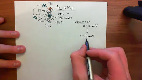 The Two Pore Domain Potassium Channels Part 2