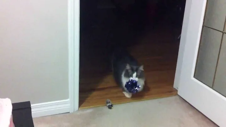 Watch the video about Munchkin kitty playing fetch