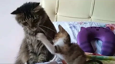 Watch the video about Cute cats and kittens, funny cats videos, cat life