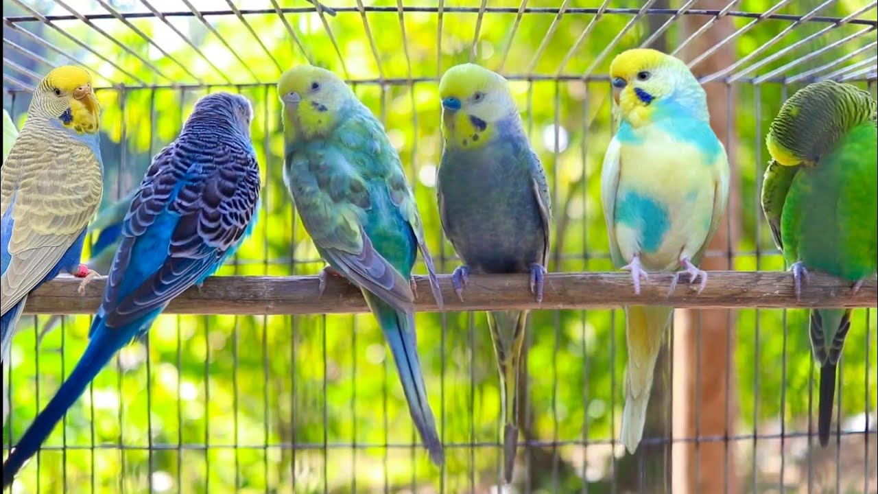 Beautiful Colorful Budgies | Pet Parakeets Singing & Chirping in Cage