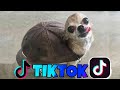 🎶 Animales Graciosos de Tik Tok 🐱🐶 los Mejores Videos de Tik Tok de Mascotas