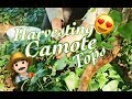 HARVESTING CAMOTE TOPS - VLOG #5