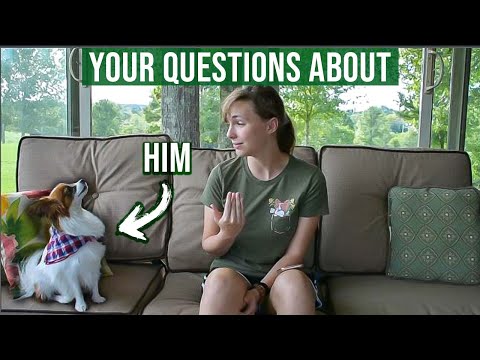 Answering Some More Questions // Percy the Papillon Dog
