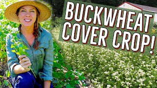 Buckwheat Cover Crop in the Home Garden