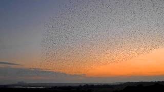 Nomad Soul - Murmuration