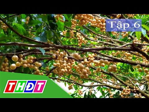 Tập 6: Hậu Giang - Những điểm đến thú vị | Ký sự miền hạ - 04/4/2020 | THDT
