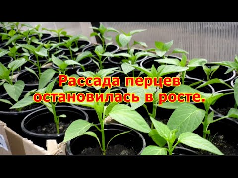 Рассада перцев остановилась