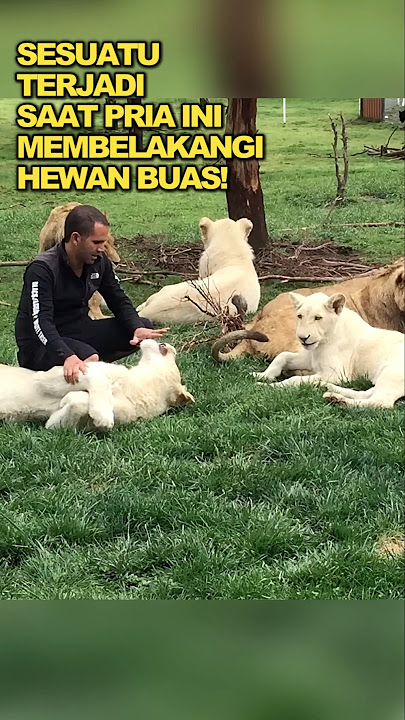 Harimau menyelamatkan pria ini