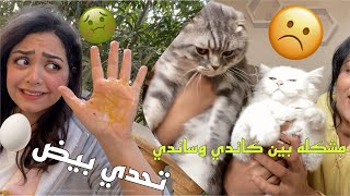 جبت قطه لكاندي بس طلعت حامل? :تحدي البيض