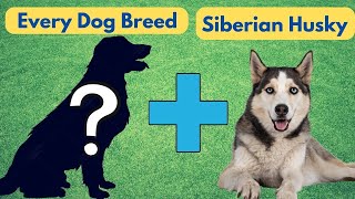14 Siberian Husky Mix Breed | Siberian Husky Cross Breed Dogs | Mix Breed Cute Dogs | TUC