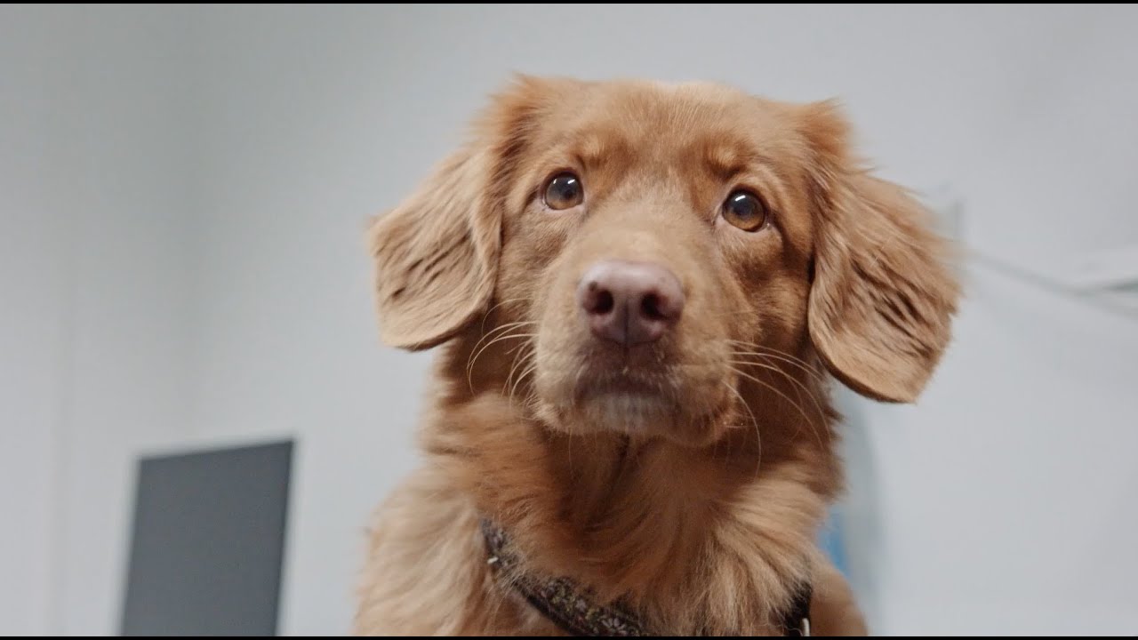 What Illnesses Can Dogs Get From Humans