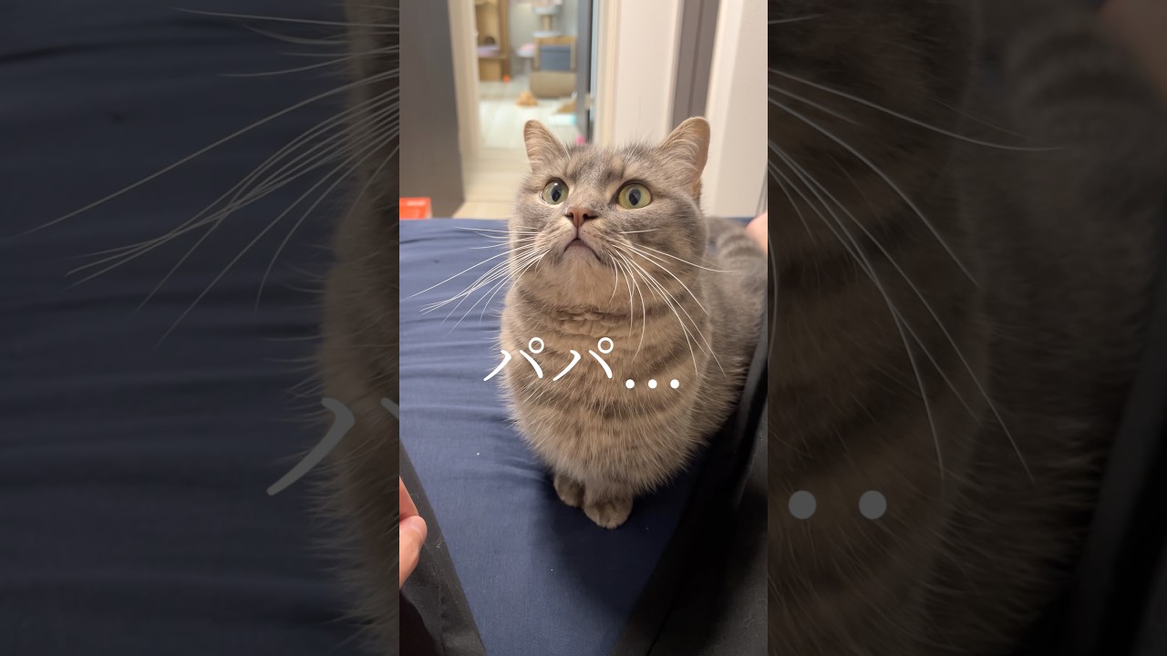ママには内緒。猫に悩みを打ち明けたらまさかの反応だったので...#shorts #猫 #猫好きさんと繋がりたい