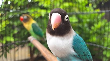Lovebird Chirping Sounds - Cobalt Personata & Green PB Personata