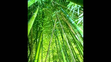 SMWCP2 Soundtrack - Bamboo Bustle