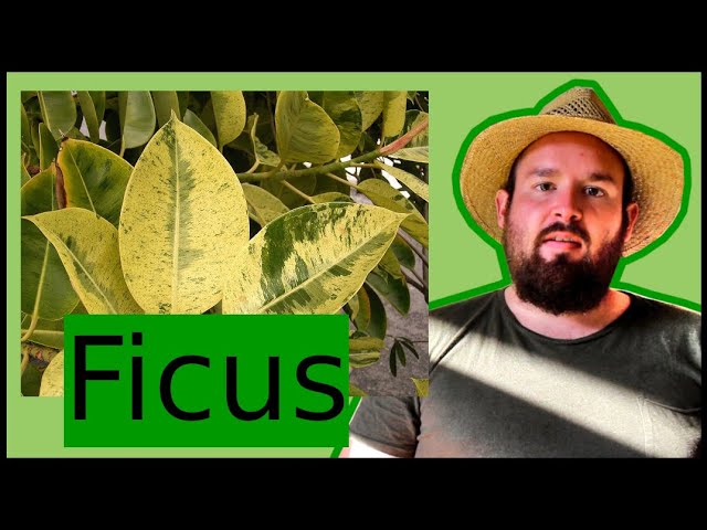 riesen gummibaum Gummibaum kaufen | Ficus elastica 'Robusta'