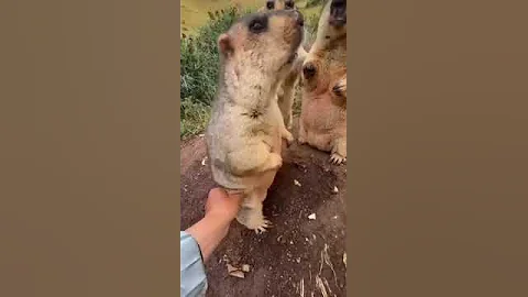 все говорят что  лучше бобра и сурка не дергай😂😂😂