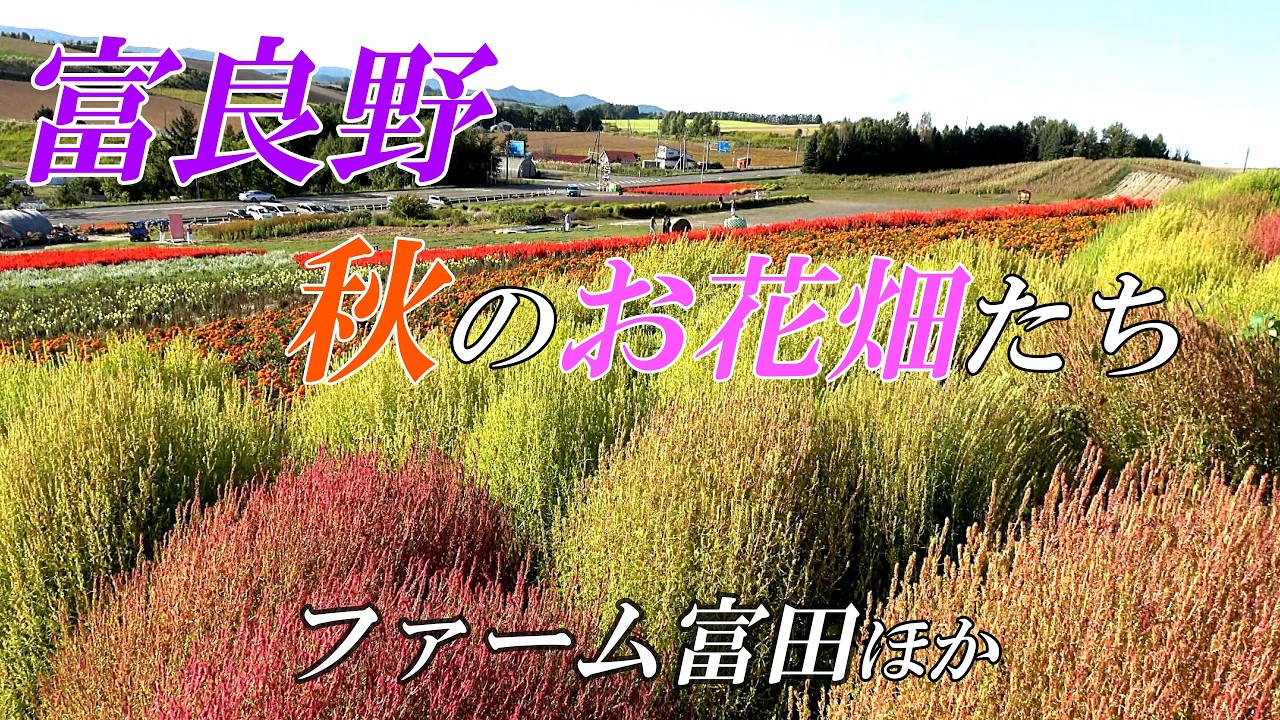 北海道 富良野】秋のお花畑たちの美しさ～ファーム富田、かんの