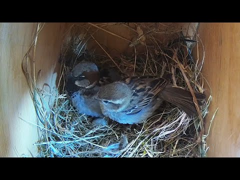 House Sparrow Nest Building Time Lapse -  Empty to 1st Egg