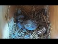 House sparrow nest building time lapse   empty to 1st egg