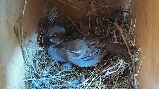 House Sparrow Nest Building Time Lapse   Empty to 1st Egg