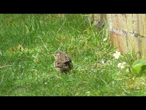 Baby Dunnock bird fed by parent in Cambs UK 14apr26