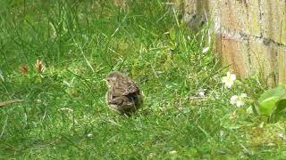 Baby Dunnock bird fed by parent in Cambs UK 14apr26 Baby Dunnock bird fed by parent in Cambs UK 14apr26