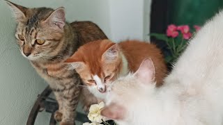 Cats \u0026 kittens are 873 \u0026 782 \u0026 708 \u0026 625 \u0026 524 \u0026 507 \u0026 459 \u0026 383 \u0026 268 \u0026 230 \u0026 130 \u0026290 \u0026224 \u0026122\u002688