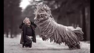 Adorable dog looks just like a MOP as he frolics in the snow with four-year-old boy