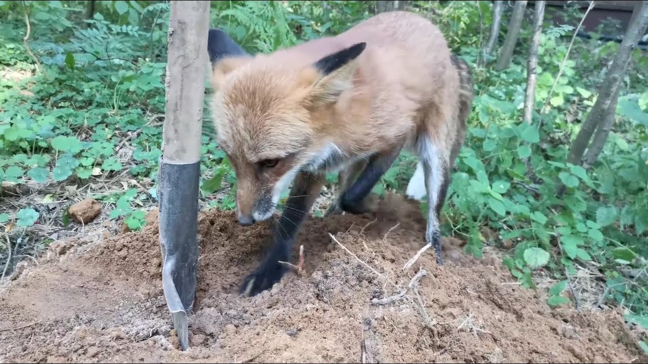 Lucky Fox. Скулк Лисов информационное видео.